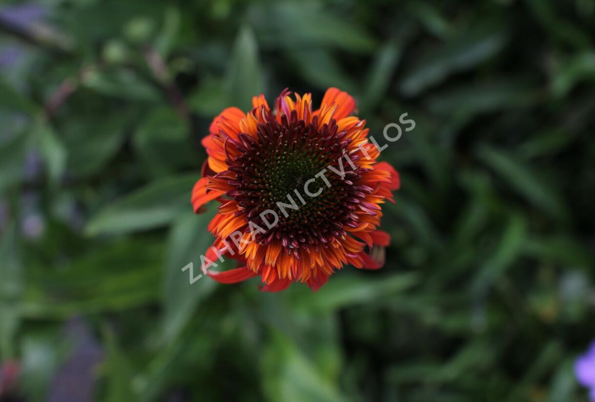 Třapatkovka nachová 'Hot Papaya' - Echinacea purpurea 'Hot Papaya'