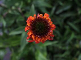 Třapatkovka nachová 'Hot Papaya' - Echinacea purpurea 'Hot Papaya'
