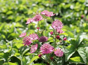Jarmanka větší 'Rosensinfonie' - Astrantia major 'Rosensinfonie'
