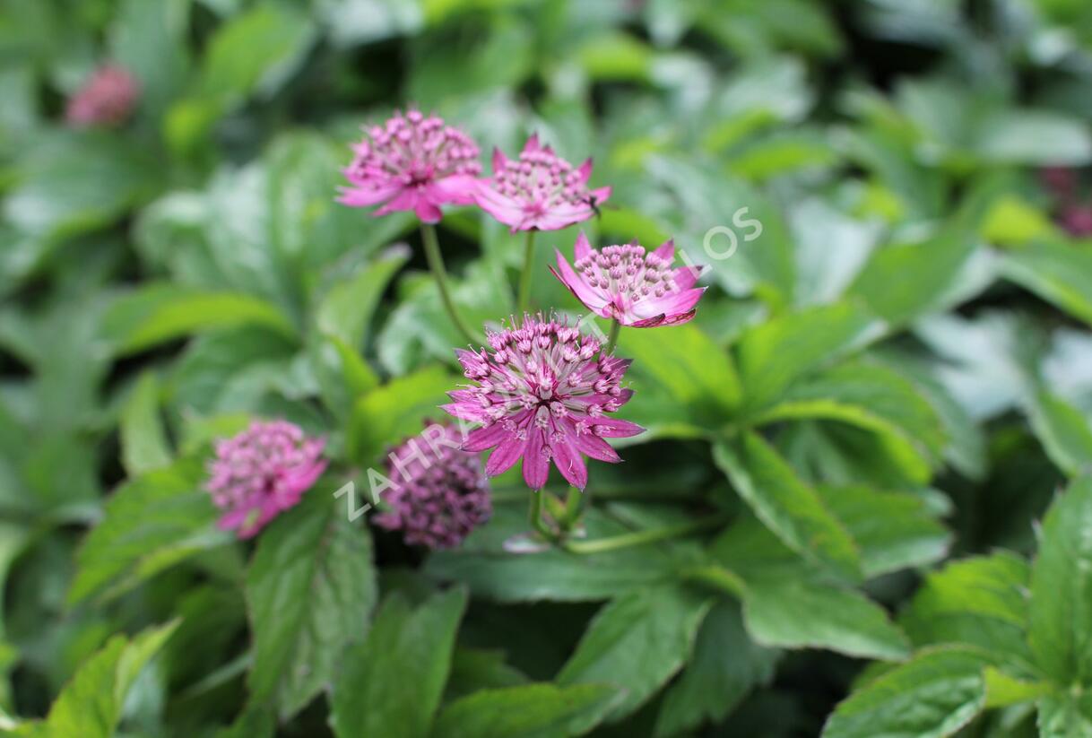 Jarmanka větší 'Rosensinfonie' - Astrantia major 'Rosensinfonie'
