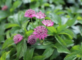 Jarmanka větší 'Rosensinfonie' - Astrantia major 'Rosensinfonie'