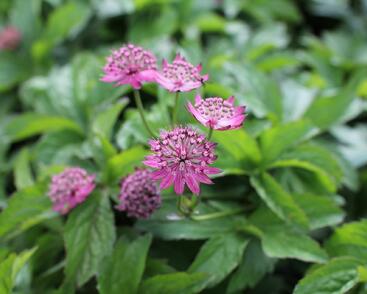 Jarmanka větší 'Rosensinfonie'