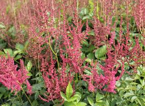 Čechrava Arendsova 'Else Schluck' - Astilbe arendsii 'Else Schluck'