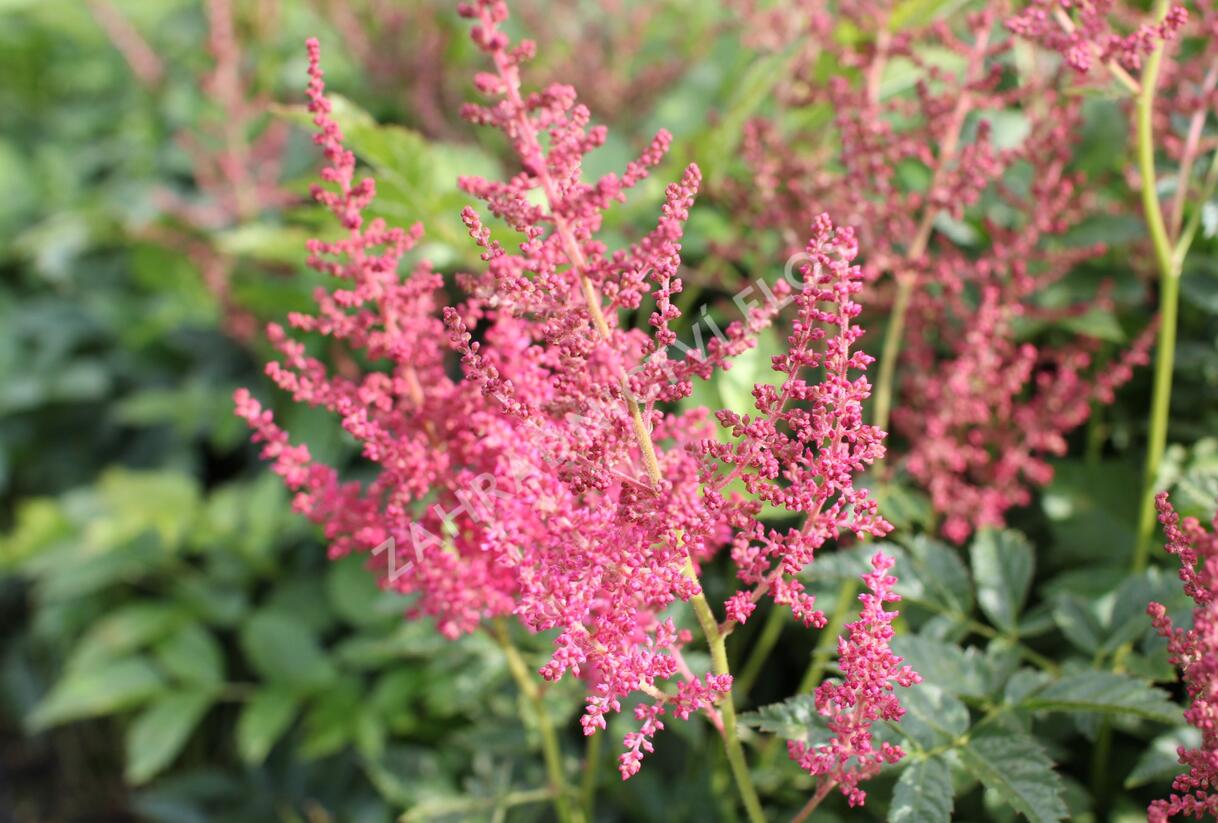 Čechrava Arendsova 'Else Schluck' - Astilbe arendsii 'Else Schluck'