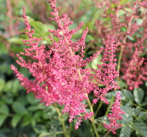 Čechrava Arendsova 'Else Schluck' - Astilbe arendsii 'Else Schluck'