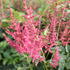 Astilbe arendsii 'Else Schluck'_02.JPG