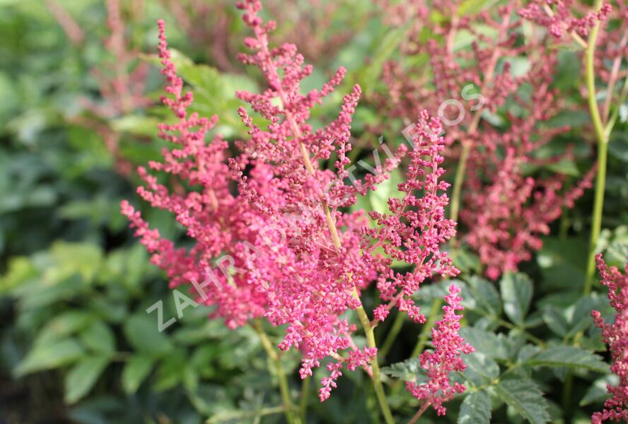 Čechrava Arendsova 'Else Schluck' - Astilbe arendsii 'Else Schluck'