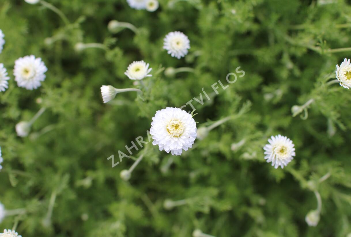 Rmen sličný 'Plena' - Anthemis nobilis 'Plena'