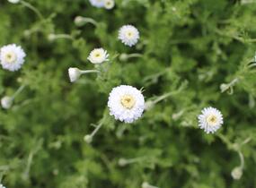 Rmen sličný 'Plena' - Anthemis nobilis 'Plena'