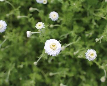 Rmen sličný 'Plena'