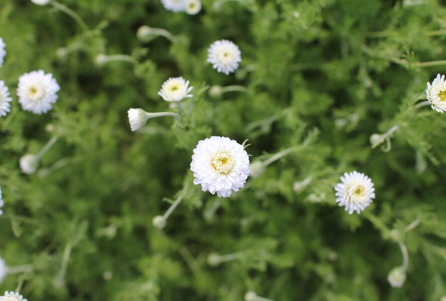 Rmen sličný 'Plena' - Anthemis nobilis 'Plena'