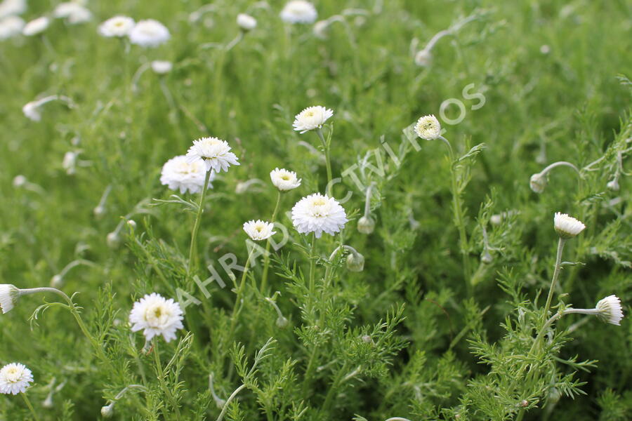 Rmen sličný 'Plena' - Anthemis nobilis 'Plena'