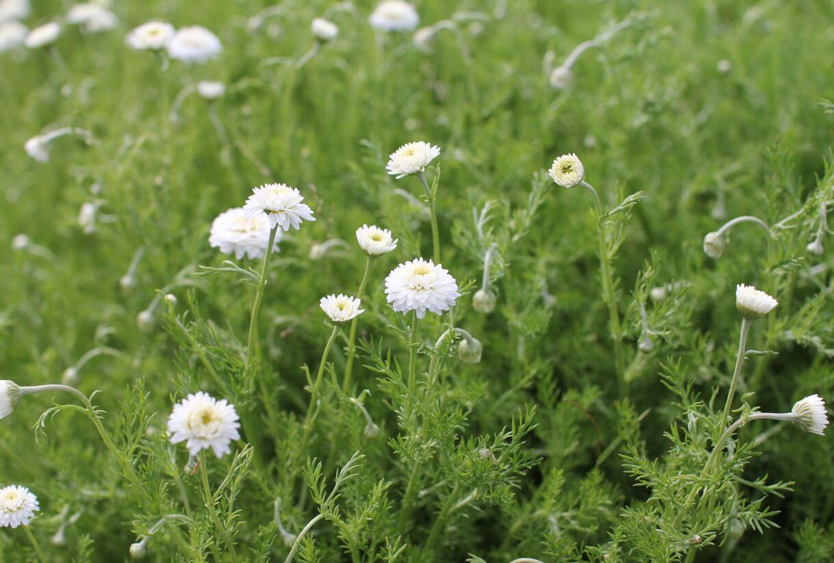 Rmen sličný 'Plena' - Anthemis nobilis 'Plena'