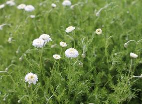 Rmen sličný 'Plena' - Anthemis nobilis 'Plena'