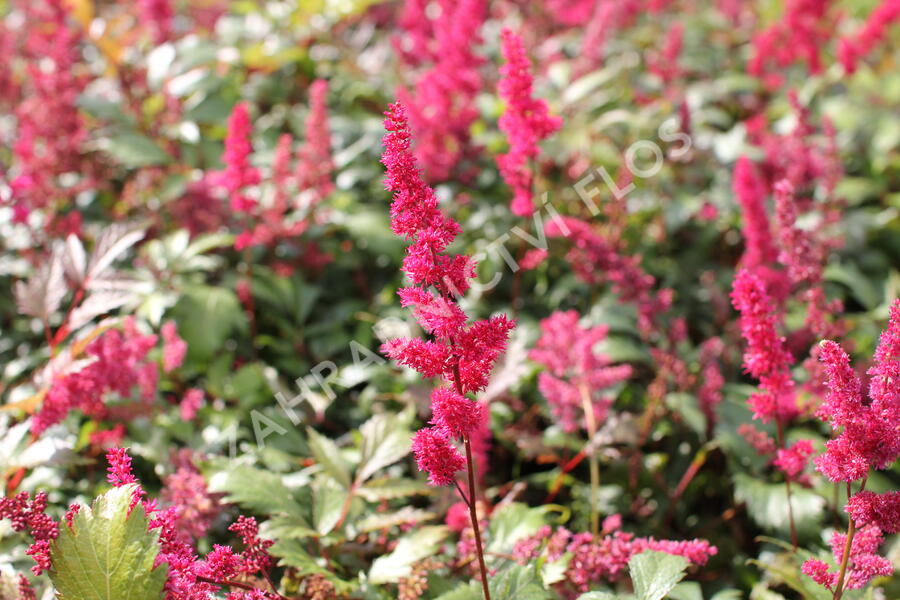 Čechrava Thunbergova 'Red' - Astilbe thunbergii 'Red'