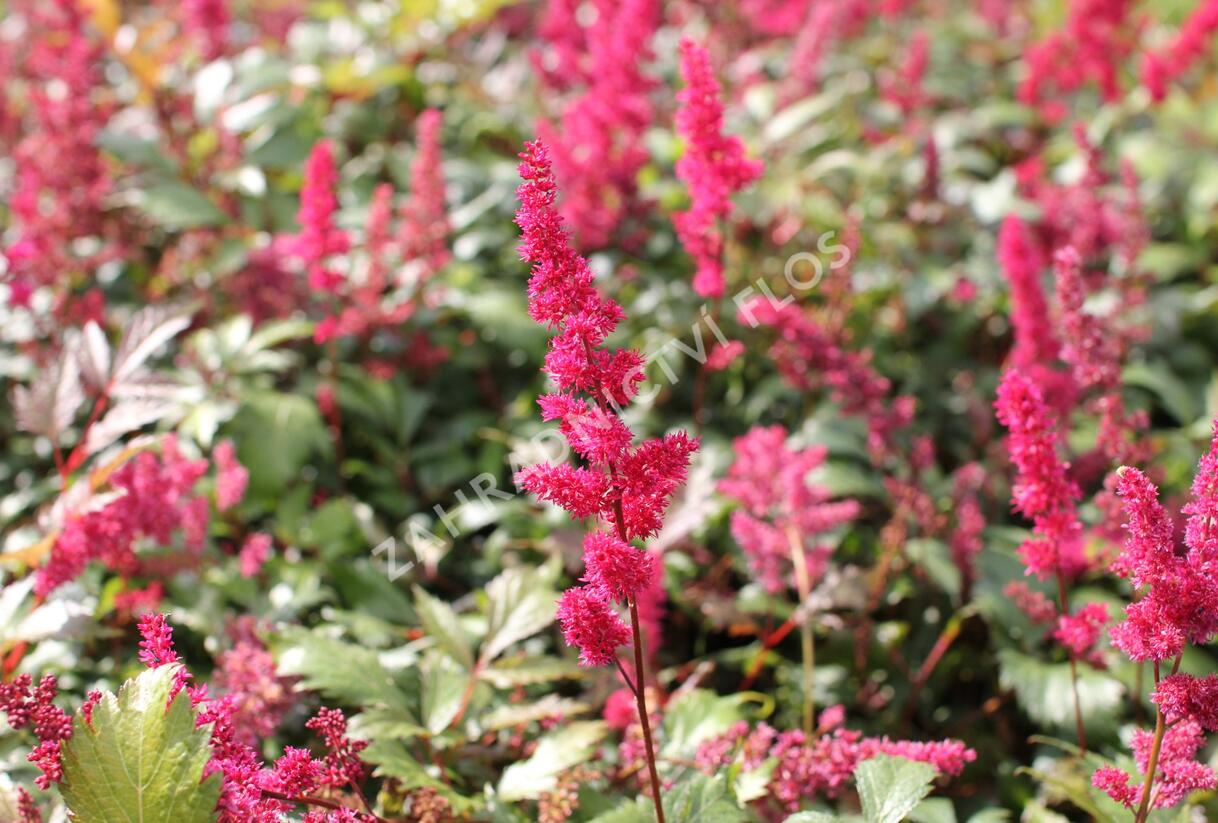 Čechrava Thunbergova 'Red' - Astilbe thunbergii 'Red'