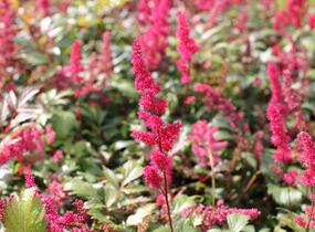 Čechrava Thunbergova 'Red' - Astilbe thunbergii 'Red'