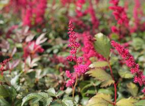 Čechrava Thunbergova 'Red' - Astilbe thunbergii 'Red'