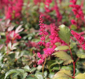 Čechrava Thunbergova 'Red' - Astilbe thunbergii 'Red'
