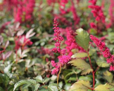 Čechrava Thunbergova 'Red'