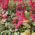 Astilbe thunbergii 'Red'_02.JPG