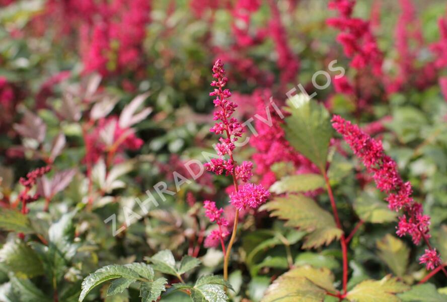 Čechrava Thunbergova 'Red' - Astilbe thunbergii 'Red'