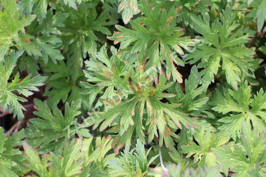 Kakost luční 'Else Lacey' - Geranium pratense 'Else Lacey'