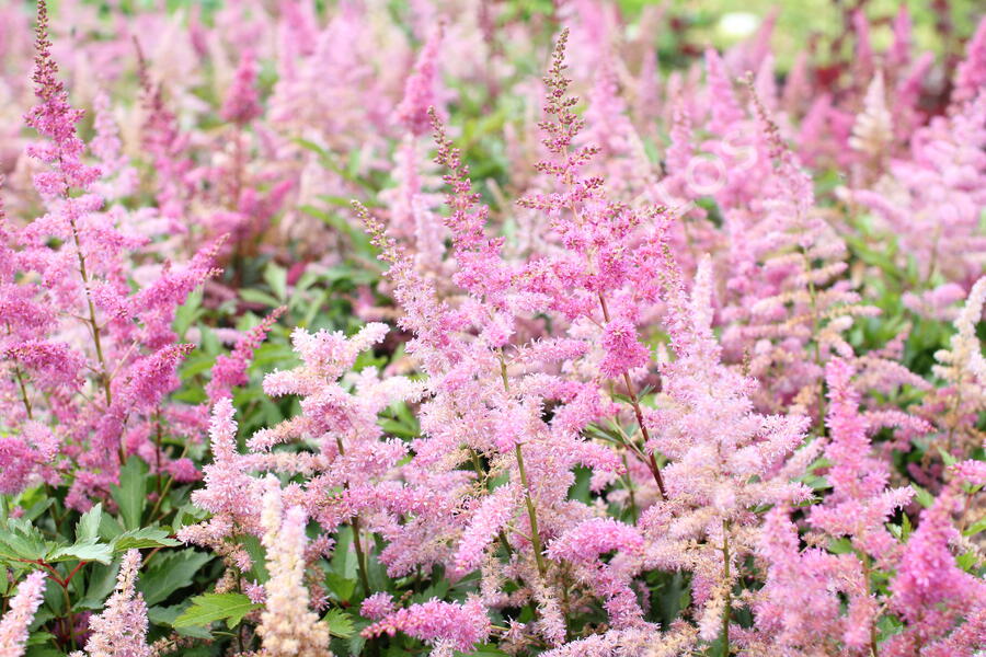 Čechrava 'Younique Lilac' - Astilbe 'Younique Lilac'