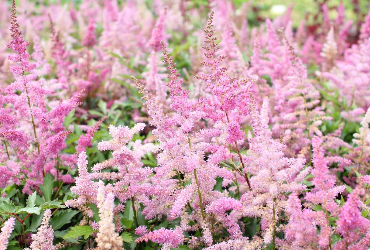 Čechrava japonská 'Younique Lilac' - Astilbe japonica 'Younique Lilac'