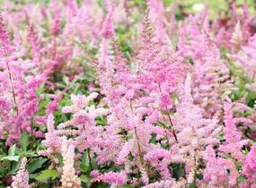Čechrava japonská 'Younique Lilac' - Astilbe japonica 'Younique Lilac'