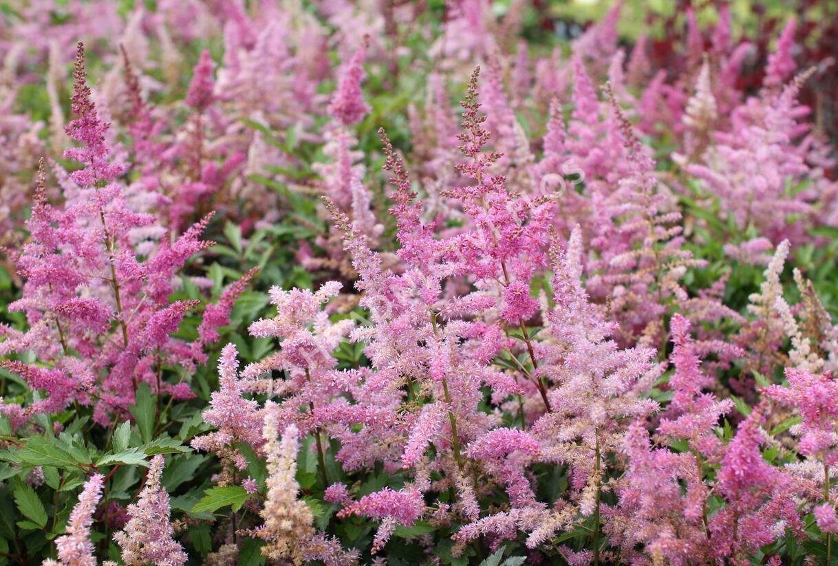 Čechrava japonská 'Younique Lilac' - Astilbe japonica 'Younique Lilac'