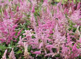 Čechrava japonská 'Younique Lilac' - Astilbe japonica 'Younique Lilac'