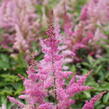 Čechrava 'Younique Lilac' - Astilbe 'Younique Lilac'