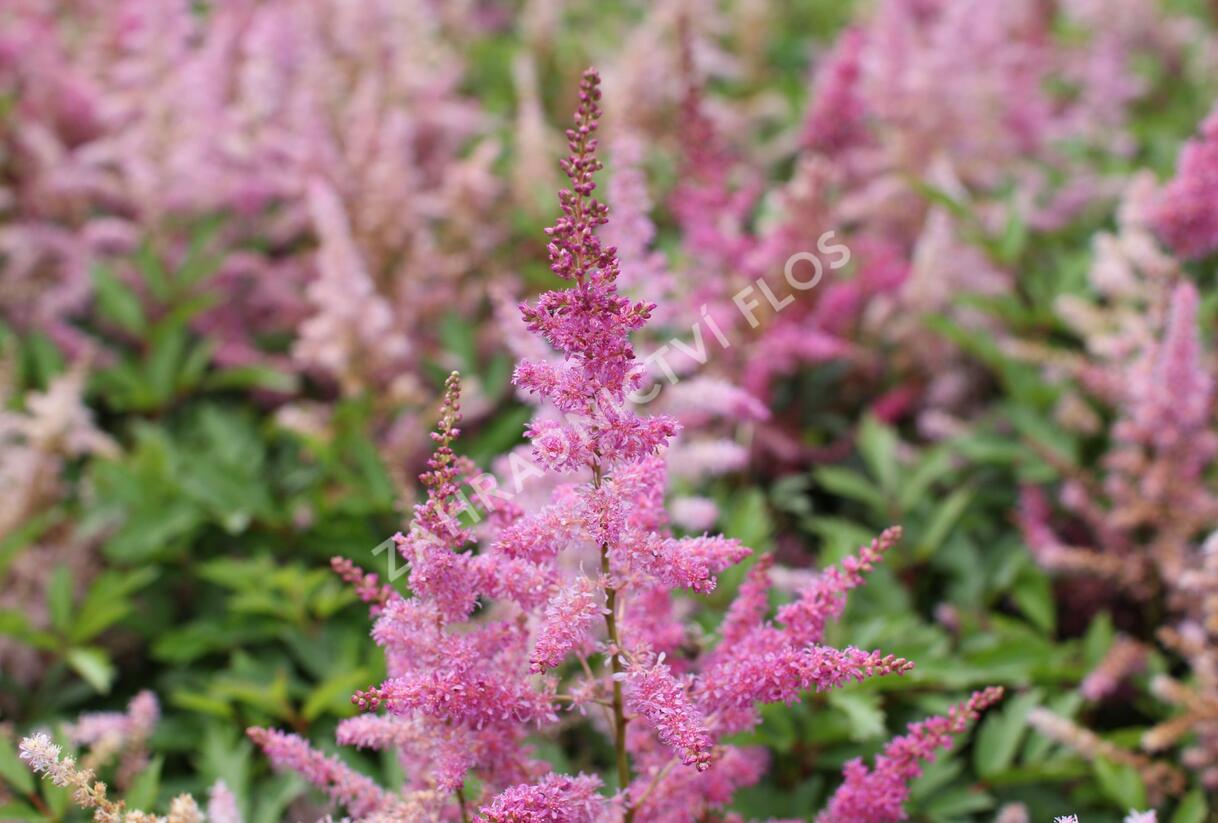 Čechrava japonská 'Younique Lilac' - Astilbe japonica 'Younique Lilac'