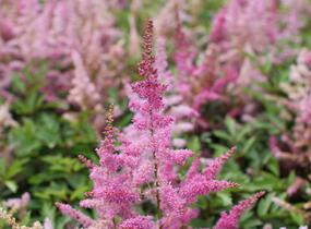 Čechrava japonská 'Younique Lilac' - Astilbe japonica 'Younique Lilac'