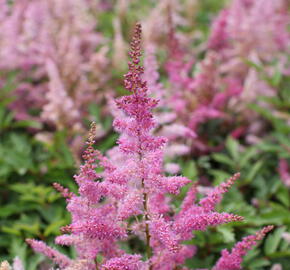 Čechrava 'Younique Lilac' - Astilbe 'Younique Lilac'