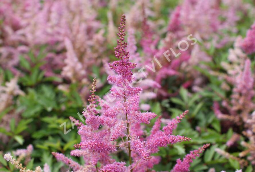 Čechrava japonská 'Younique Lilac' - Astilbe japonica 'Younique Lilac'