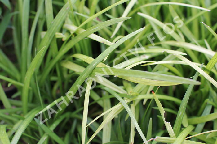 Liriope - Liriope muscari