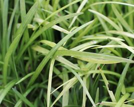 Liriope