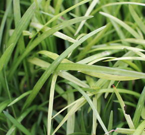 Liriope - Liriope muscari