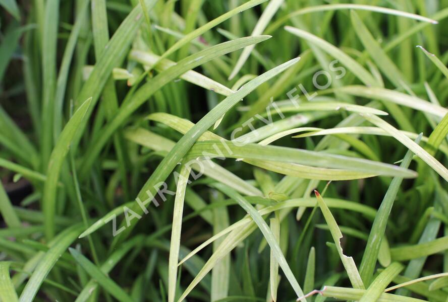Liriope - Liriope muscari