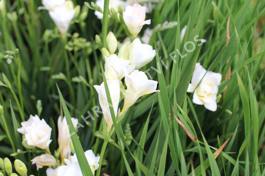 Frézie 'Alba' - Freesia 'Alba'