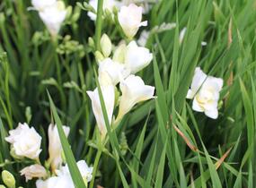 Frézie 'Alba' - Freesia 'Alba'