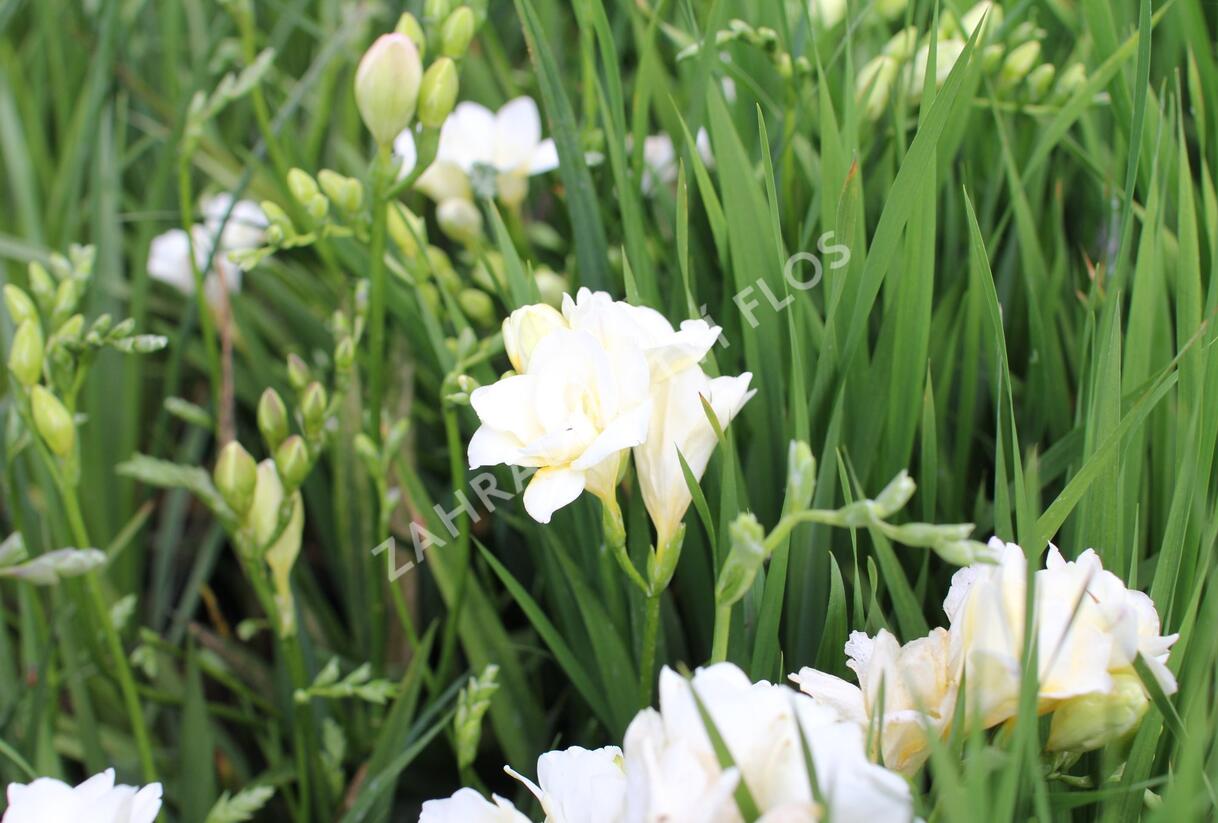 Frézie 'Alba' - Freesia 'Alba'