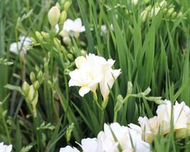 Frézie 'Alba'