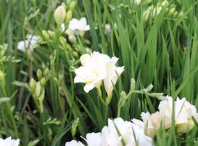 Frézie 'Alba' - Freesia 'Alba'
