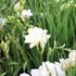 Freesia 'Alba'_02.JPG