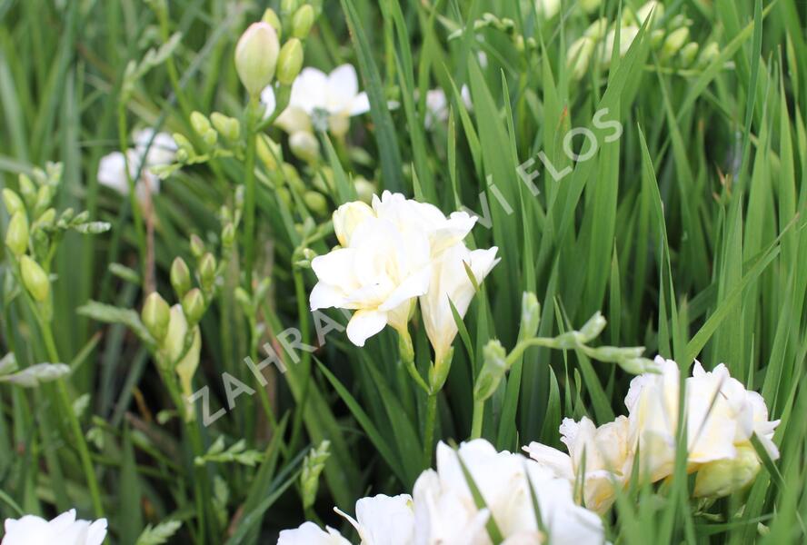 Frézie 'Alba' - Freesia 'Alba'