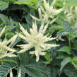 Udatna 'Sparkles' - Aruncus hybrida 'Sparkles'