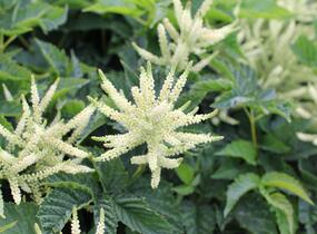 Udatna 'Sparkles' - Aruncus hybrida 'Sparkles'